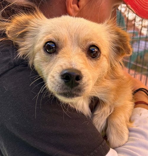 Photo of Frosta, adoptable Chihuahua in Sacramento, California