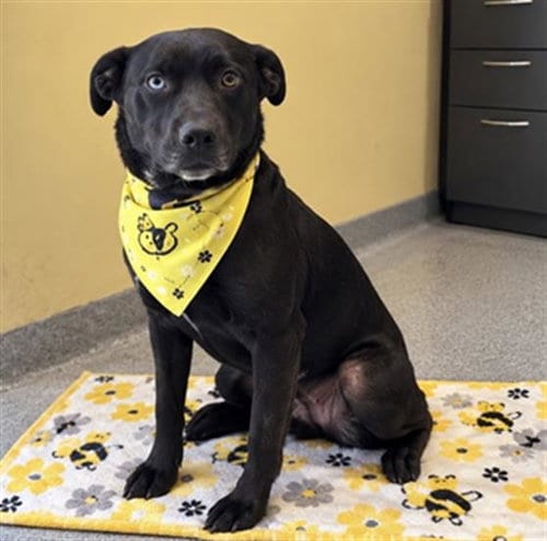 Photo of Tessa, adoptable Labrador Retriever in Orange, California
