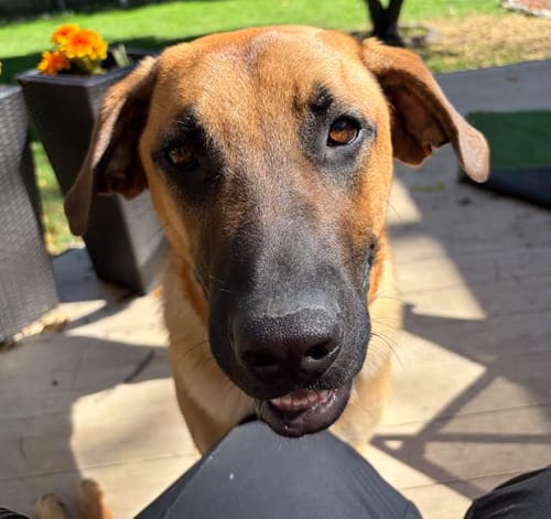 Photo of Zeppelin, adoptable Great Dane in Brooklyn Center, Minnesota