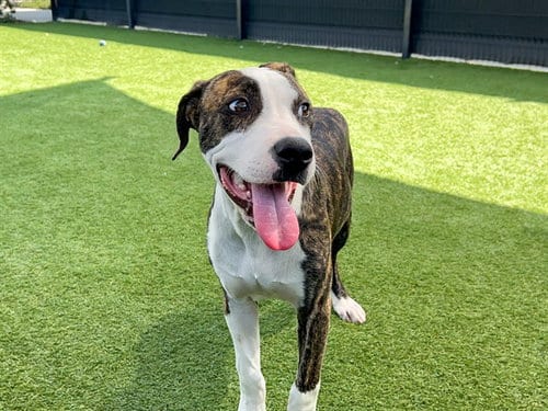Photo of Bruno, adoptable Pit Bull Terrier in Orange, California