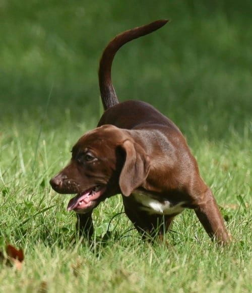 Photo of Filly, adoptable Chocolate Labrador Retriever in Mechanicsburg, Pennsylvania