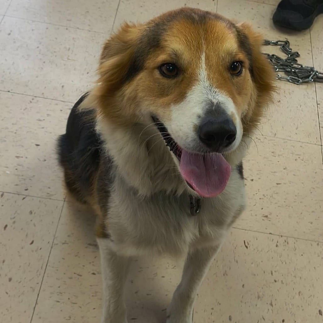 Photo of Jelly Roll, adoptable Collie in Fairfax Station, Virginia