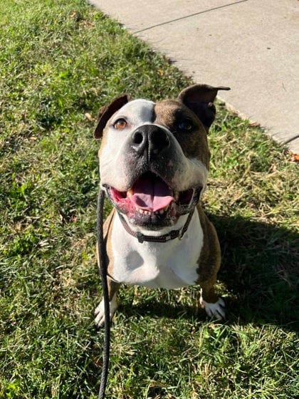 Photo of Deasal, adoptable dog in Baltimore, Maryland