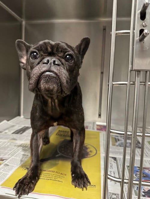 Photo of Remmie, adoptable French Bulldog in Van Nuys, California