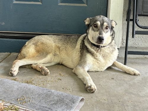 Photo of Ring, adoptable Siberian Husky in Phoenix, Arizona