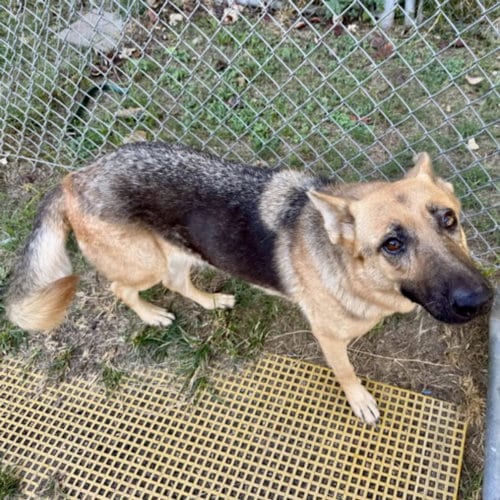 Photo of Kyra, adoptable German Shepherd Dog in Houston, Texas