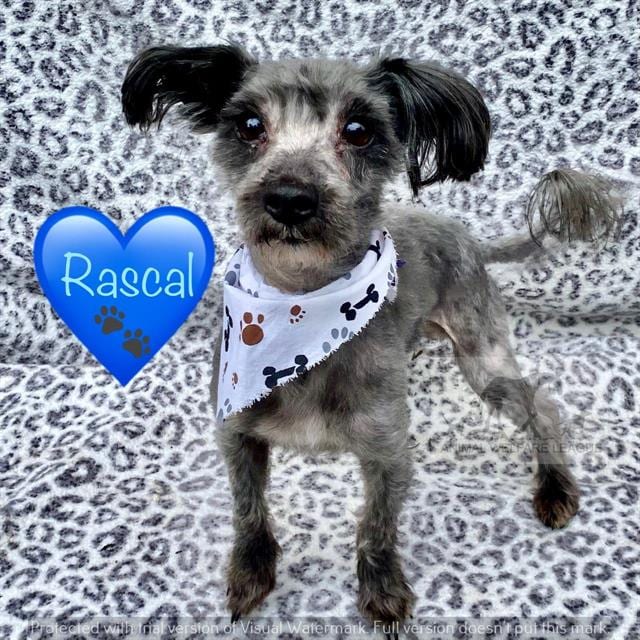 Photo of Rascal, adoptable Yorkshire Terrier in Chicago Ridge, Illinois