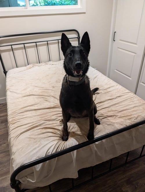 Photo of Dakota, adoptable Belgian Shepherd Malinois in San Diego, California