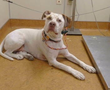Photo of Apollo, adoptable Pit Bull Terrier in Sacramento, California