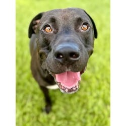 Photo of Judge, adoptable Mixed Breed (Medium) in Port St. Joe, Florida
