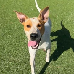 Photo of Roo 4383, adoptable Mixed Breed (Medium) in Loxahatchee, Florida