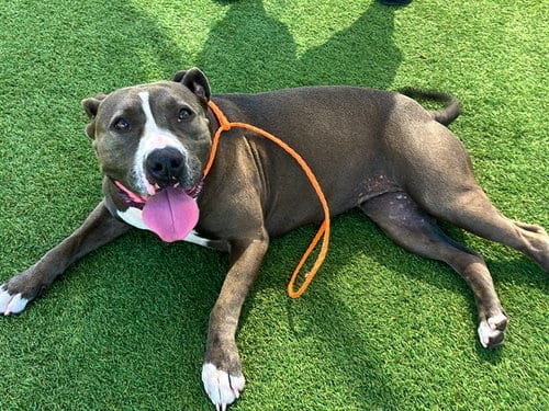 Photo of Susie Q, adoptable Pit Bull Terrier in Orange, California