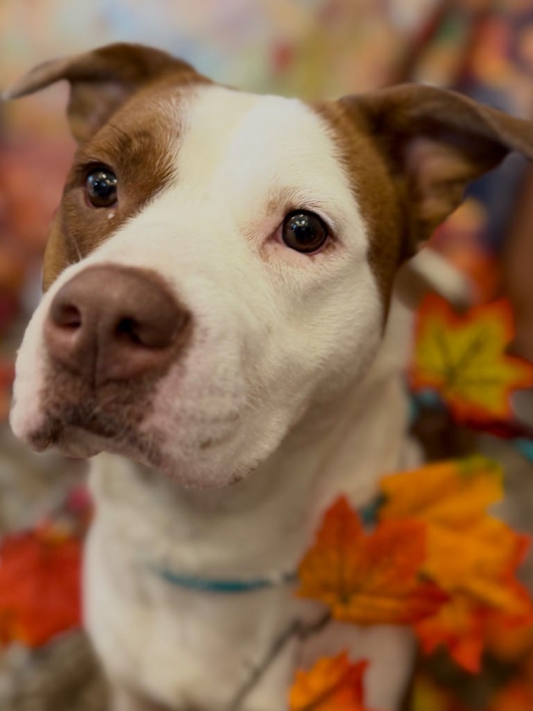 Photo of Lois, adoptable Terrier in Wintersville, Ohio