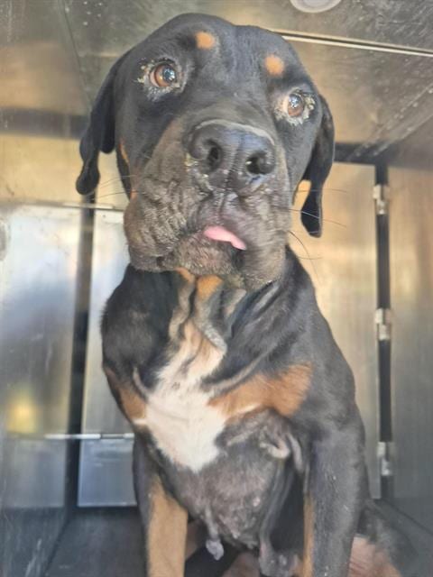Photo of R-Lo, adoptable Rottweiler in San Antonio, Texas