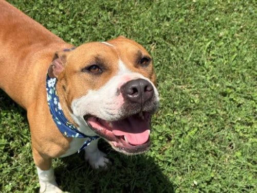 Photo of Hogg, adoptable Pit Bull Terrier in Tulsa, Oklahoma