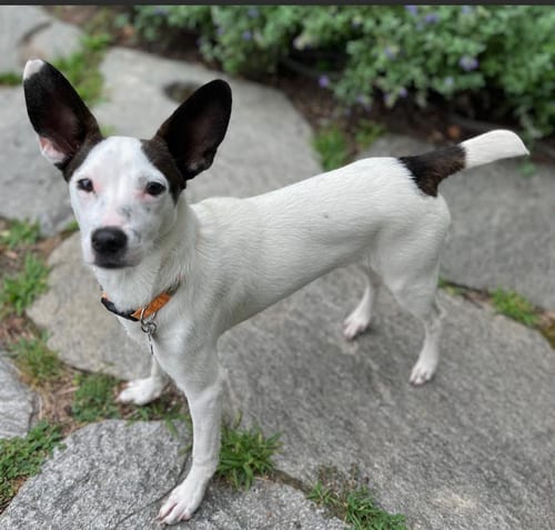Photo of Glandis, adoptable Chihuahua in Cranston, Rhode Island