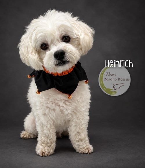 Photo of Heinrich, adoptable Bichon Frise in Benton, Louisiana