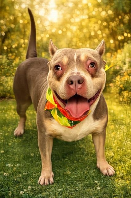 Photo of Athena, adoptable Bulldog in Miami, Florida