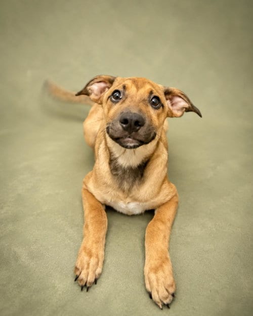 Photo of Duncan, adoptable Black Mouth Cur in Rockwall, Texas