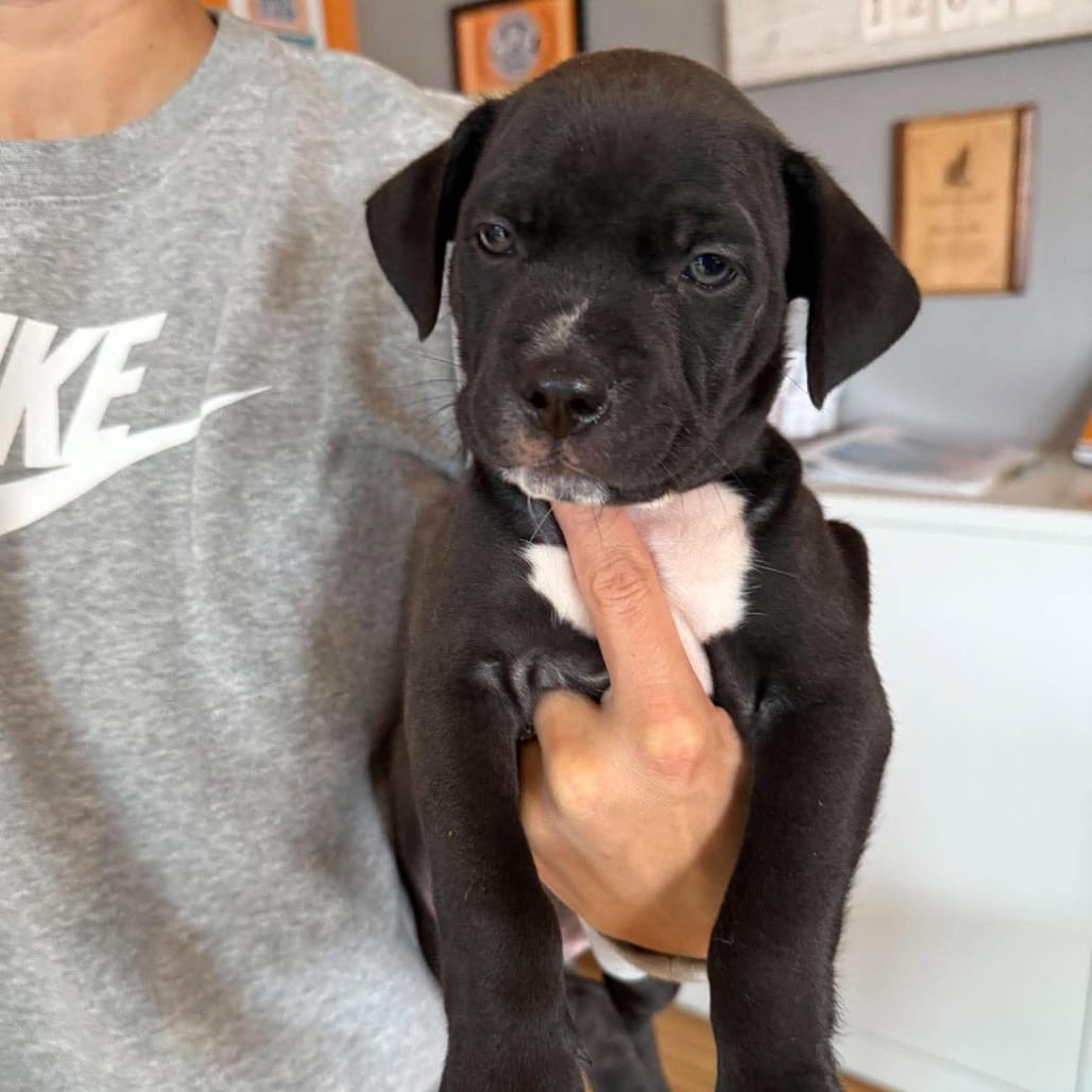 Photo of Belle Pepper (Female), adoptable Mixed Breed (Medium) in Bend, Oregon