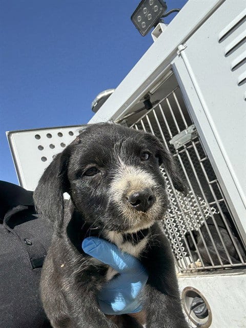 Photo of Belle, adoptable Pit Bull Terrier in Bakersfield, California