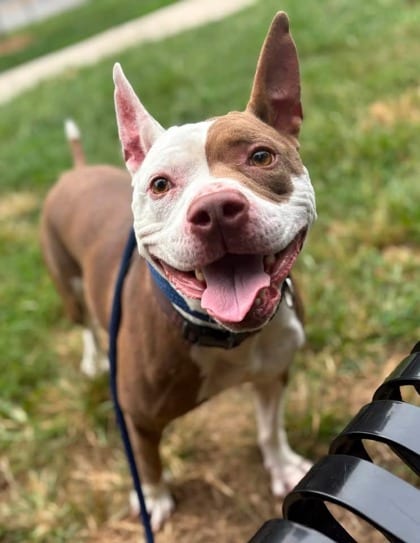 Photo of Blush, adoptable dog in Baltimore, Maryland