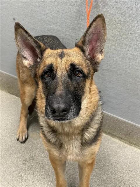 Photo of Sasha, adoptable German Shepherd Dog in Las Vegas, Nevada