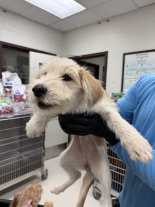 Photo of Sadie~FOSTER or FOSTER TO ADOPT NEEDED, adoptable Terrier in Andover, Minnesota