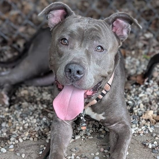 Photo of Nina, adoptable Mixed Breed (Medium) in West Olive, Michigan