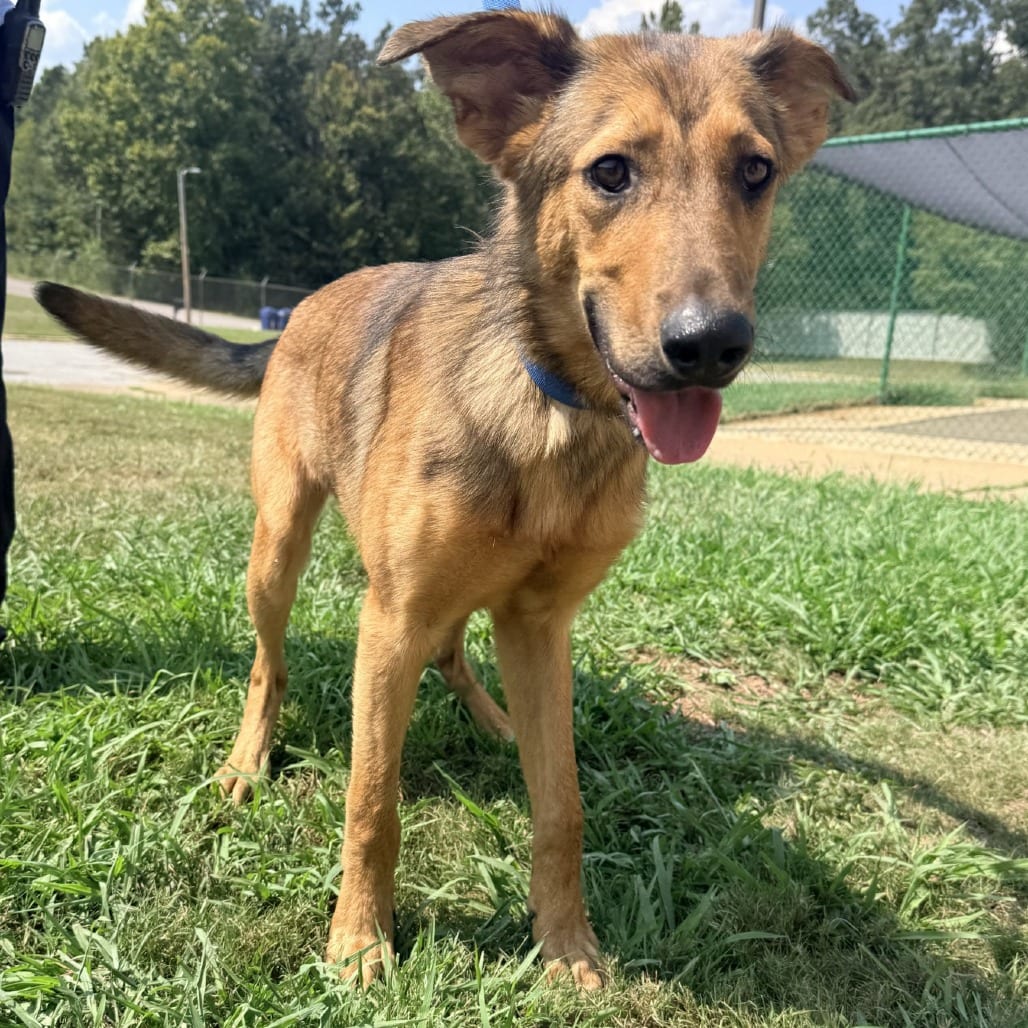 Photo of Keen, adoptable Mixed Breed (Medium) in Corinth, Mississippi