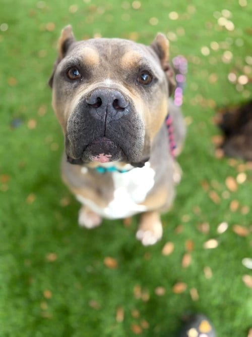 Photo of Mufasa, adoptable American Staffordshire Terrier in San Diego, California