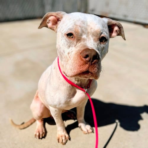 Photo of Daffodil, adoptable American Pit Bull Terrier in Oakland, California