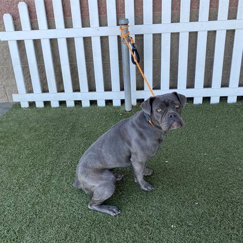 Photo of A615413, adoptable Boxer in Modesto, California
