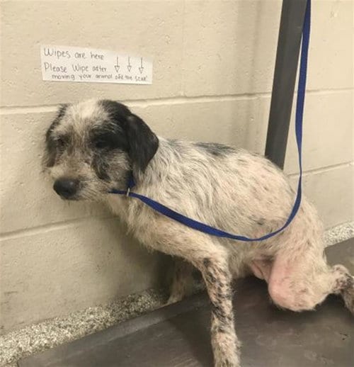 Photo of Zoe, adoptable Dachshund in Conroe, Texas