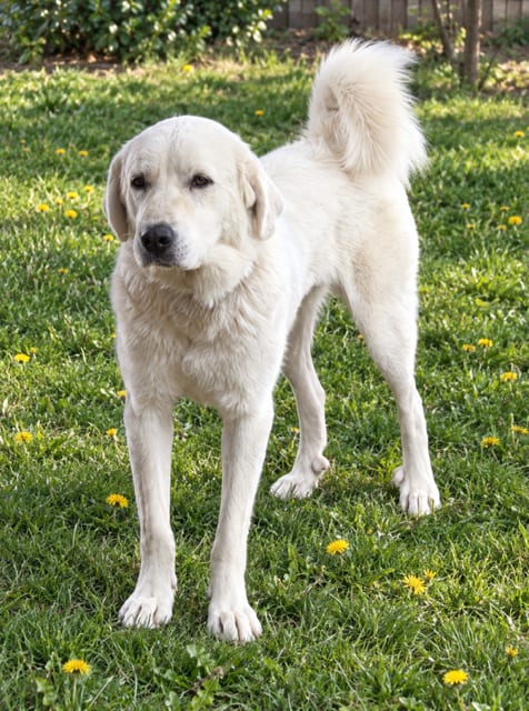 Photo of Abigail, adoptable Great Pyrenees in MIDWAY, Utah