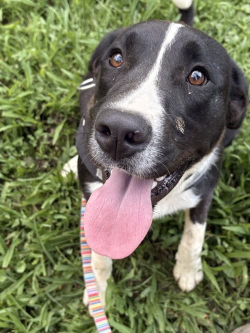 Photo of Pearl, adoptable Saint Bernard in Woodsfield, Ohio