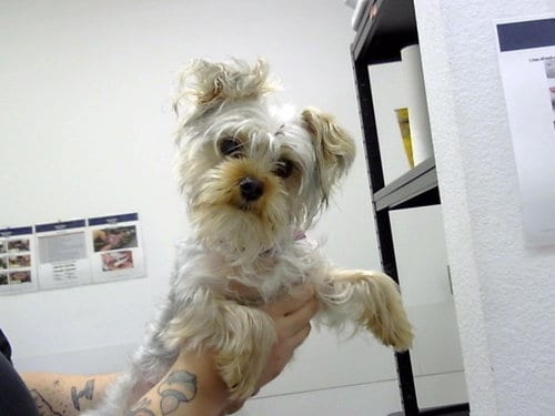 Photo of Tim, adoptable Yorkshire Terrier Yorkie in Mesa, Arizona