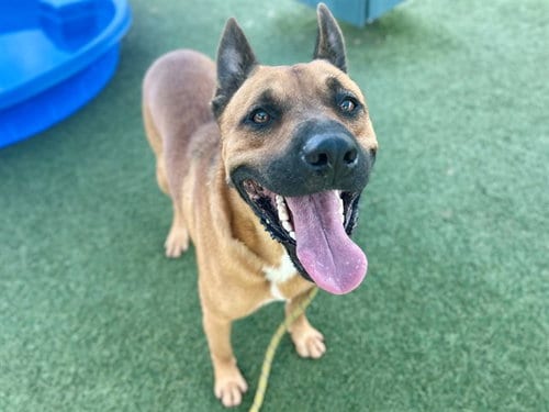 Photo of Maze, adoptable Black Mouth Cur in Orlando, Florida