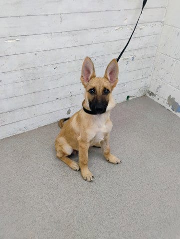 Photo of Rover, adoptable German Shepherd Dog in San Bernardino, California