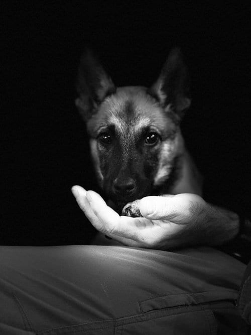 Photo of Wasabi- Located in Texas, adoptable Belgian Shepherd Malinois in Imlay City, Michigan