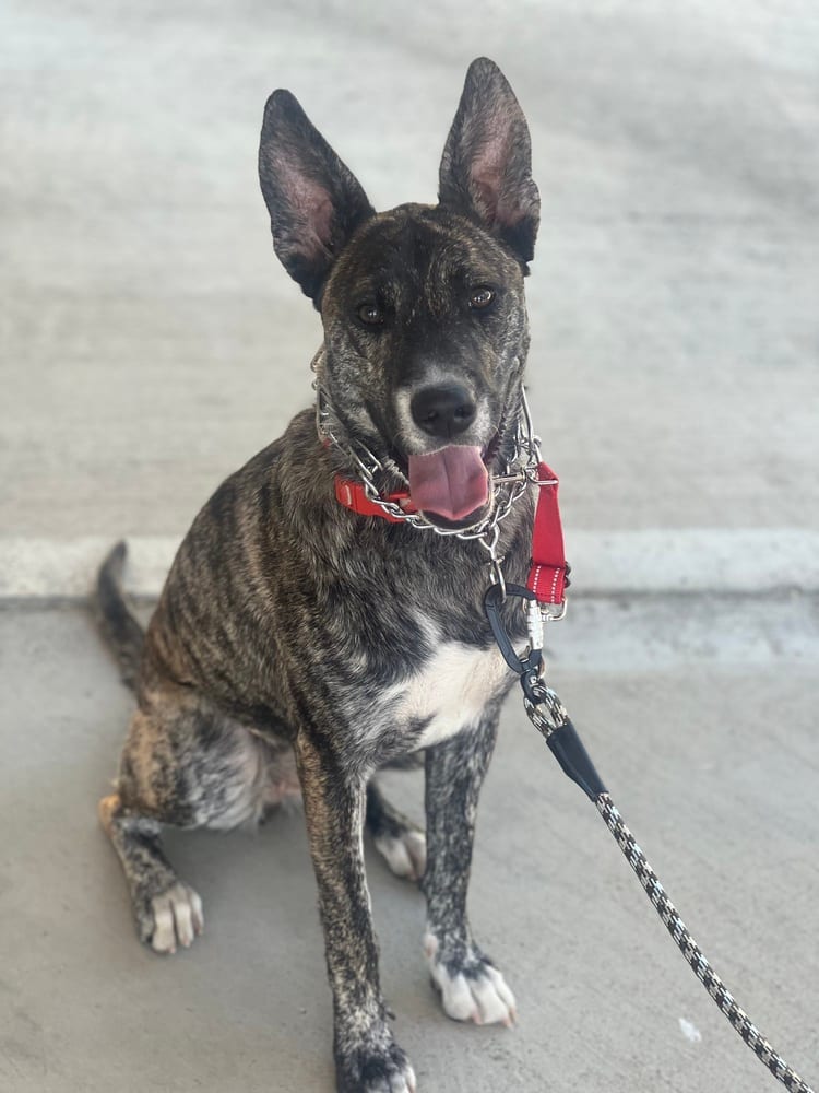 Photo of Coco, adoptable Dutch Shepherd in Dana Point, California