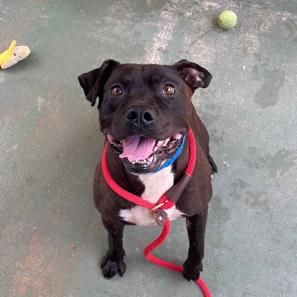 Photo of Atticus, adoptable Mixed Breed (Large) in Chattanooga, Tennessee