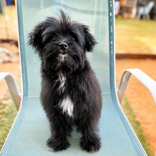 Photo of Waffles, adoptable Pomeranian in Garland, Texas