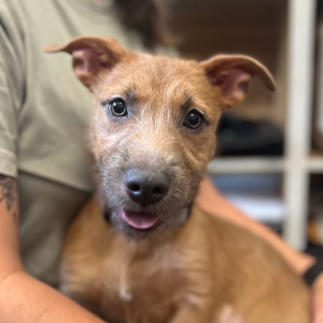 Photo of Emily, adoptable Terrier / Mix in Riverwoods, Illinois