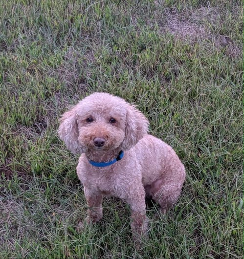 Photo of Mason, adoptable Poodle (Miniature) in Sioux Falls, South Dakota
