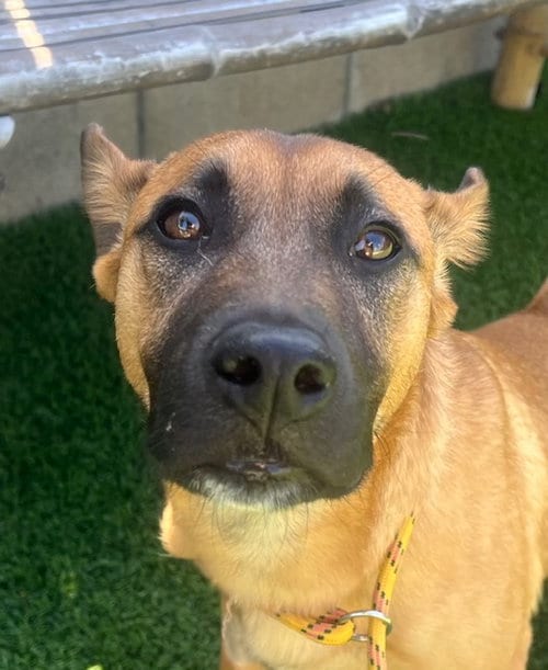 Photo of Valentino, adoptable Shepherd in San Diego, California