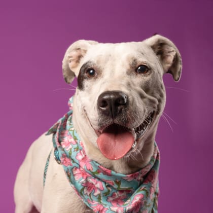 Photo of Waffle House, adoptable dog in Atlanta, Georgia