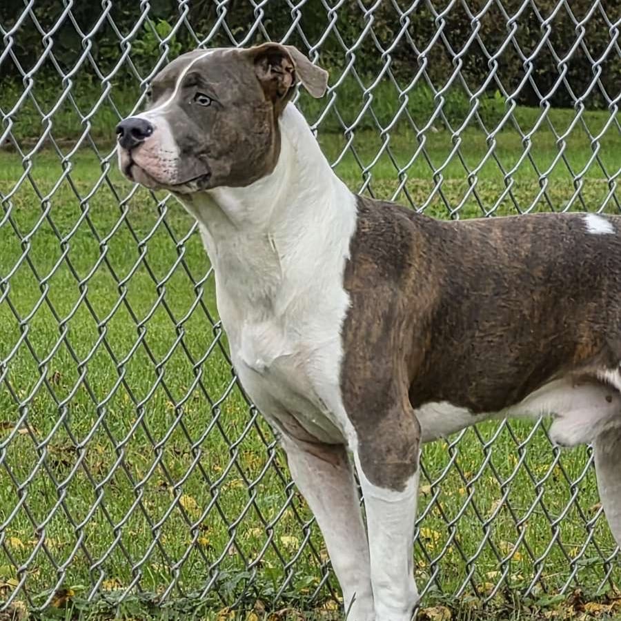 Photo of LeBron, adoptable Terrier, American Pit Bull in Marshalltown, Iowa