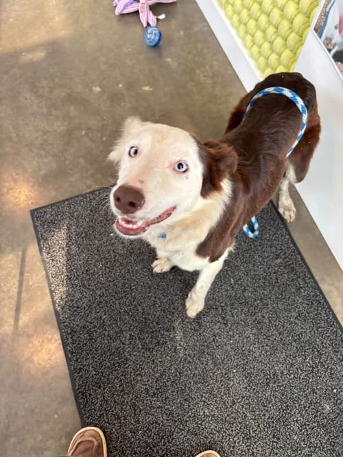 Photo of Colleen, adoptable Border Collie in Newcastle, Oklahoma