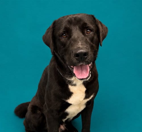 Photo of Steinway, adoptable Labrador Retriever in Pearland, Texas
